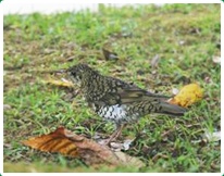 Birds in Chiang Dao 